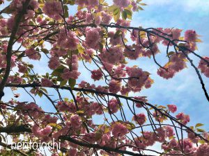 桜